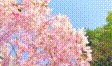 実写素材 枝垂れ桜動画素材6