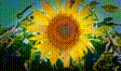 実写素材 花（向日葵とか）動画素材1