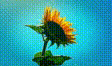 実写素材 花（向日葵とか）動画素材2