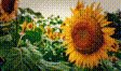 実写素材 花（向日葵とか）動画素材4