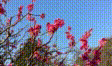 実写素材 梅の花動画素材3