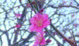 実写素材 梅の花動画素材8