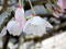 花 桜 写真素材